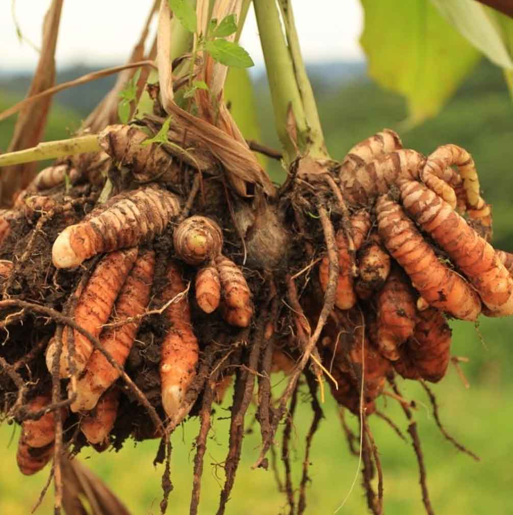 Curcuma Tratamiento Ayurvedico Radhe Shyam